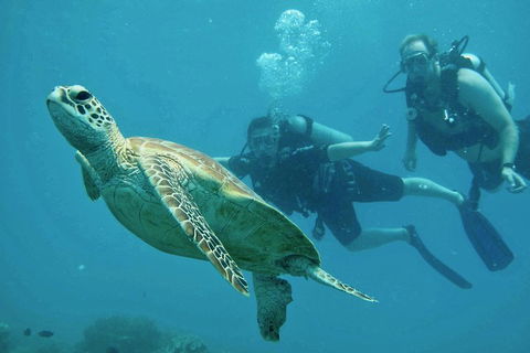Ocean Freedom Great Barrier Reef Personal Luxury Snorkel & Dive Cruise, Cairns - Accommodation Batemans Bay 4
