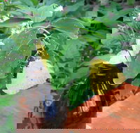 Australian Butterfly Sanctuary- Virtual Interactive Tour With Private Guide - Accommodation Batemans Bay