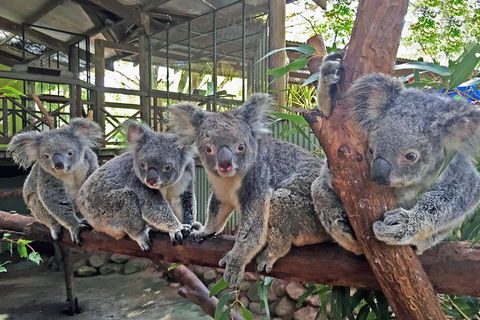 Best Of Kuranda Including Skyrail, Kuranda Scenic Railway And Rainforestation - Accommodation Batemans Bay 4