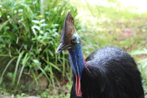 Kuranda Rainforestation Nature Park Ticket (BNP) - Accommodation Batemans Bay 3