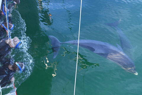Dolphin Cruise From Adelaide With Optional Dolphin Swim - Accommodation Batemans Bay 0