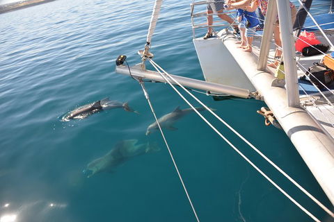 Dolphin Cruise From Adelaide With Optional Dolphin Swim - Accommodation Batemans Bay 1