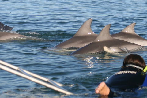 Dolphin Cruise From Adelaide With Optional Dolphin Swim - Accommodation Batemans Bay 2