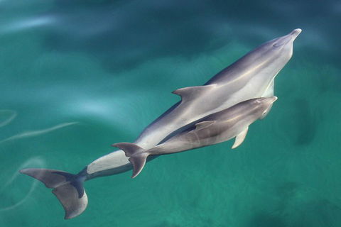 Dolphin Cruise From Adelaide With Optional Dolphin Swim - Accommodation Batemans Bay 4