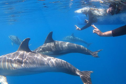 Dolphin Cruise From Adelaide With Optional Dolphin Swim - Accommodation Batemans Bay 5