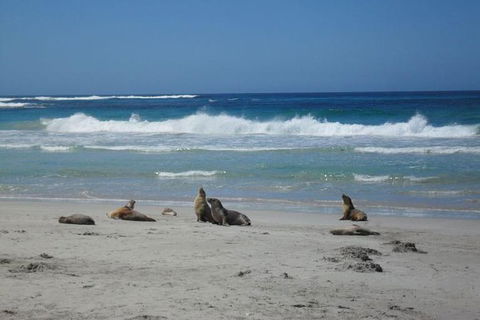 Kangaroo Island In A Day Tour From Adelaide - Accommodation Batemans Bay 1