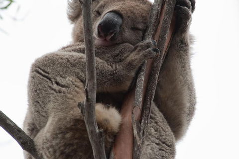 2-Day Kangaroo Island 4WD Small-Group Tour From Adelaide - Accommodation Batemans Bay 0