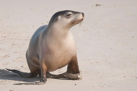2-Day Kangaroo Island 4WD Small-Group Tour From Adelaide - Accommodation Batemans Bay 4