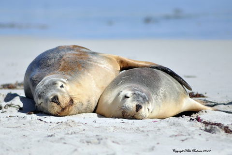 NEW TOUR - Kangaroo Island Road To Recovery Tour (1 Day/1 Night) - Accommodation Batemans Bay 1