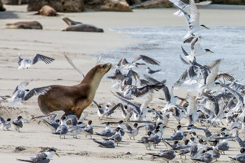 Full-Day Kangaroo Island Experience Departing From Kangaroo Island - Accommodation Batemans Bay 1