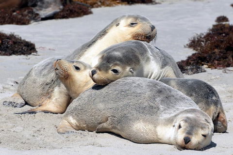 Small-Group Kangaroo Island 4WD Tour From Adelaide - Accommodation Batemans Bay 1