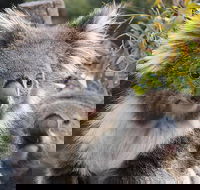 Kuranda Koala Gardens and Birdworld Admission Tickets - Accommodation Batemans Bay