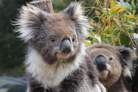 Kuranda Koala Gardens And Birdworld Admission Tickets - Accommodation Batemans Bay 0