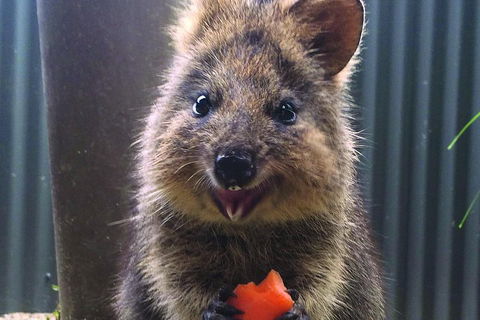 Kuranda Koala Gardens And Birdworld Admission Tickets - Accommodation Batemans Bay 2