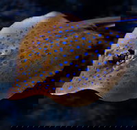 Cairns Aquarium Tour by Twilight with Drink and Appetiser - Accommodation Batemans Bay