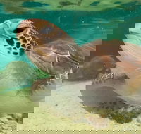 Cairns Aquarium Marine Life Encounter Ticket with 2-Course Lunch - Accommodation Batemans Bay