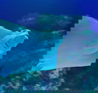 Cairns Aquarium Family Ticket - Accommodation Batemans Bay