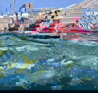 Outer Reef Pontoon Experience from Cairns - Accommodation Batemans Bay