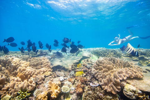 Outer Reef Pontoon Experience From Cairns - Accommodation Batemans Bay 4
