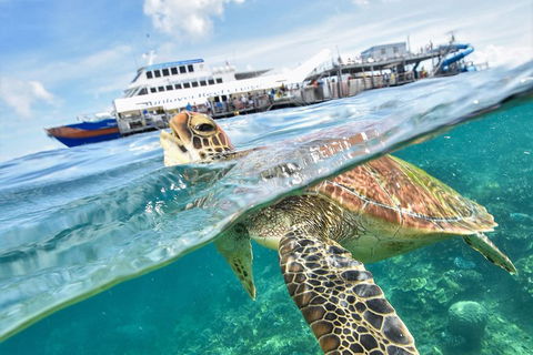 Outer Reef Pontoon Experience From Cairns - Accommodation Batemans Bay 5