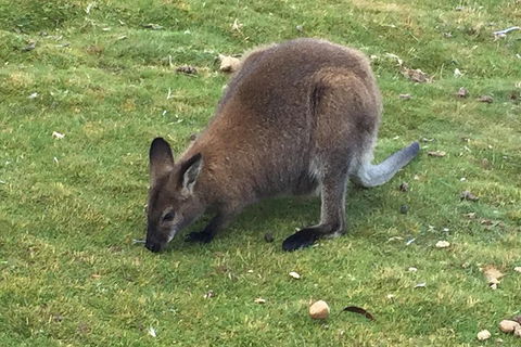 Cradle Mountain Day Tour From Launceston Including Lunch - Accommodation Batemans Bay 5