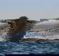 Sydney Whale-Watching Cruise Including Lunch or Breakfast - Accommodation Batemans Bay