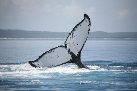 Hervey Bay Whale Watching Cruise - Accommodation Batemans Bay 0