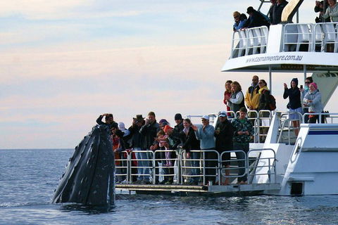 Hervey Bay Whale Watching Cruise - Accommodation Batemans Bay 1