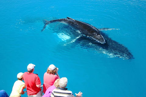 Hervey Bay Whale Watching Cruise - Accommodation Batemans Bay 2