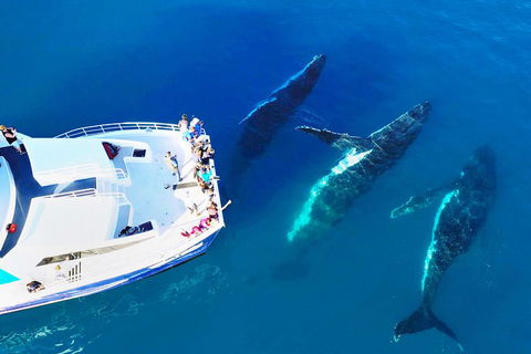 Hervey Bay Whale Watching Cruise - Accommodation Batemans Bay 3