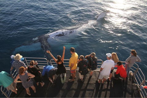 Hervey Bay Whale Watching Cruise - Accommodation Batemans Bay 4