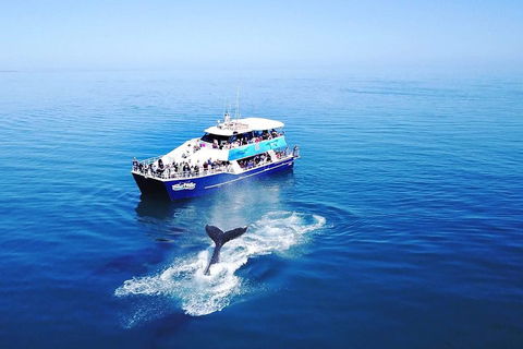 Hervey Bay Whale Watching Cruise - Accommodation Batemans Bay 5