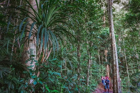 Atherton Tablelands Rain Forest By Night From Cairns - Accommodation Batemans Bay 0