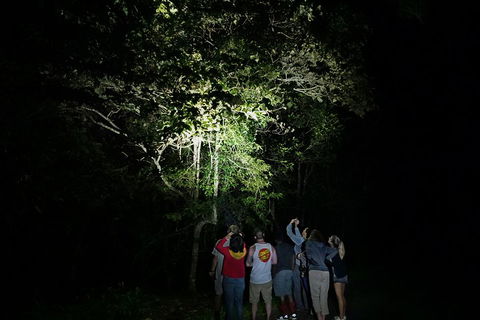Atherton Tablelands Rain Forest By Night From Cairns - Accommodation Batemans Bay 2