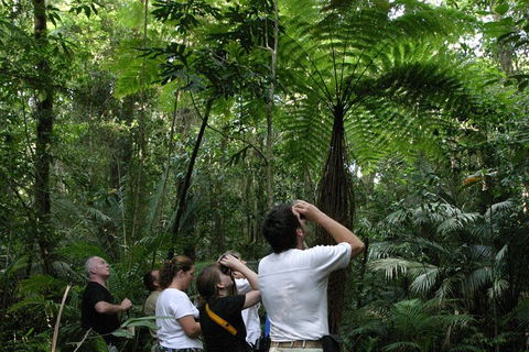 Atherton Tablelands Rain Forest By Night From Cairns - Accommodation Batemans Bay 3