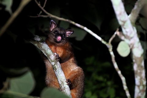 Atherton Tablelands Rain Forest By Night From Cairns - Accommodation Batemans Bay 4