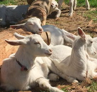 Mornington Peninsula Winery Tours with Cheese Chocolate Tastings from Melbourne - Accommodation Batemans Bay