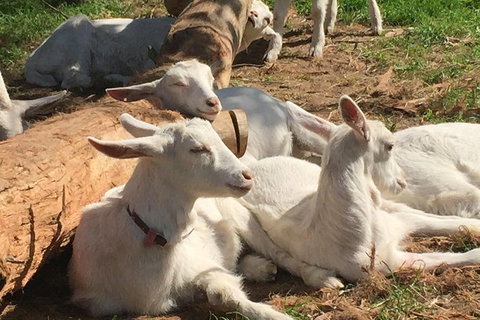 Mornington Peninsula Winery Tours With Cheese, Chocolate Tastings From Melbourne - Accommodation Batemans Bay 0