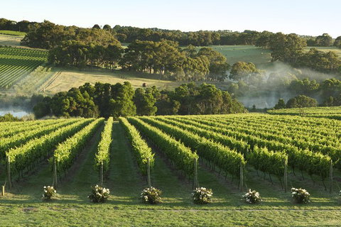 Mornington Peninsula Winery Tours With Cheese, Chocolate Tastings From Melbourne - Accommodation Batemans Bay 4