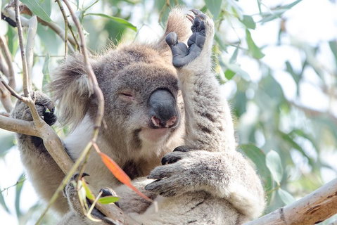 Great Ocean Road Reverse Itinerary With 12 Apostles From Melbourne - Accommodation Batemans Bay 1