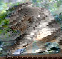 Lone Pine Koala Sanctuary Admission with Brisbane River Cruise - Accommodation Batemans Bay