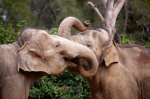 Melbourne Zoo General Entry Ticket - Accommodation Batemans Bay 0