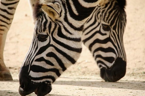 Melbourne Zoo General Entry Ticket - Accommodation Batemans Bay 1