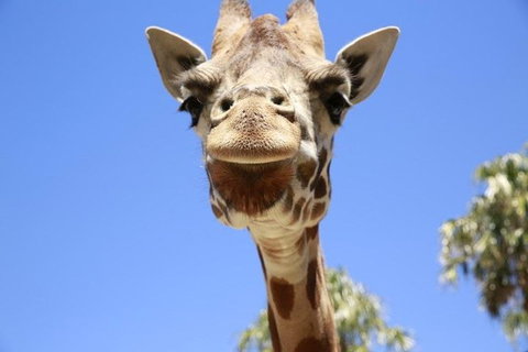 Melbourne Zoo General Entry Ticket - Accommodation Batemans Bay 2