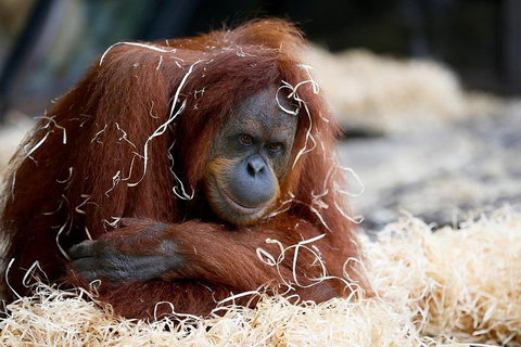 Melbourne Zoo General Entry Ticket - Accommodation Batemans Bay 3