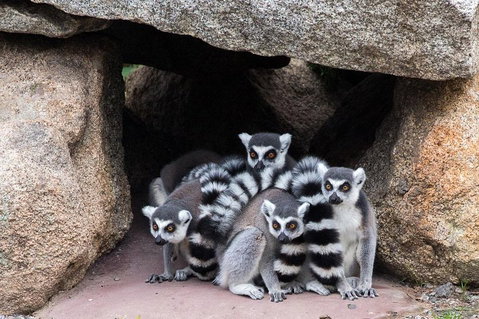 Melbourne Zoo General Entry Ticket - Accommodation Batemans Bay 4