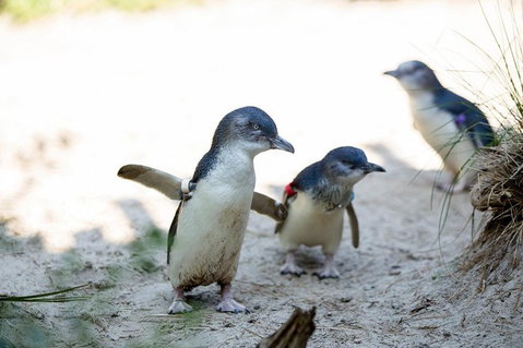 Melbourne Zoo General Entry Ticket - Accommodation Batemans Bay 5