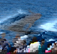 Tangalooma Island Resort Whale Watching Day Cruise - Accommodation Batemans Bay