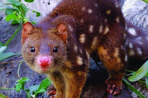 Hartley's Crocodile Adventures Breakfast With The Koalas - Accommodation Batemans Bay 2