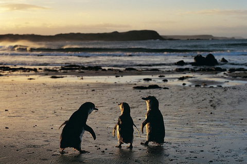 Small-Group Phillip Island Day Trip From Melbourne With Penguin Plus Viewing - Accommodation Batemans Bay 2